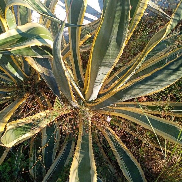 Agave americana Лист