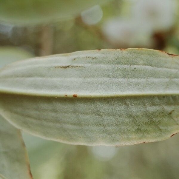 Rhododendron argyrophyllum Blatt