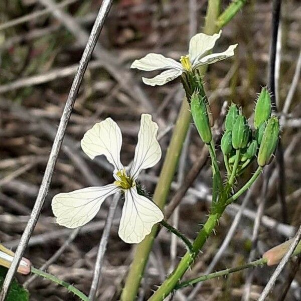 Eruca vesicaria ᱵᱟᱦᱟ