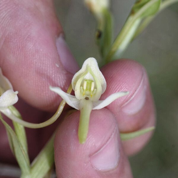 Platanthera × hybrida 花