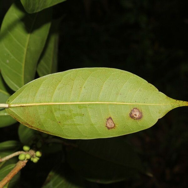 Ficus citrifolia Лист