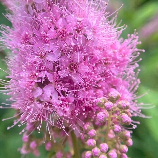 Spiraea salicifolia 花