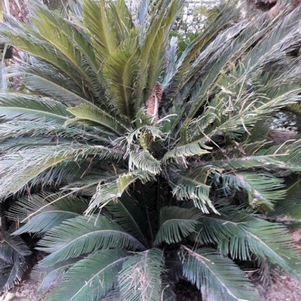 Cycas revoluta Pokrój