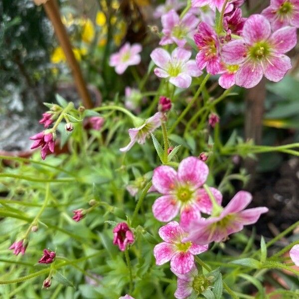 Saxifraga rosacea Квітка