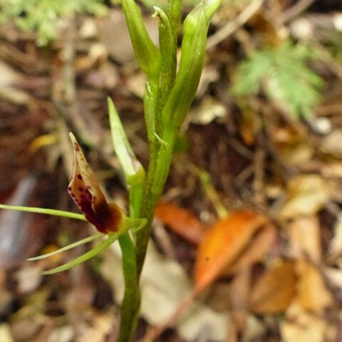 Cryptostylis arachnites Kora