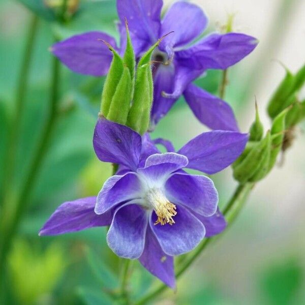 Aquilegia vulgaris Квітка