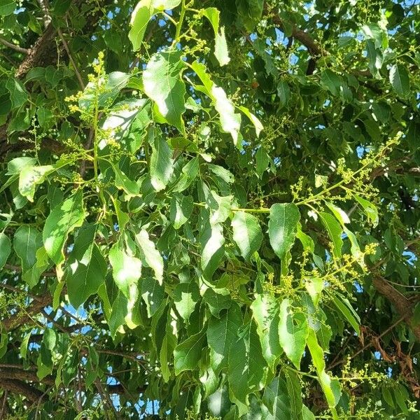 Ehretia acuminata Лист