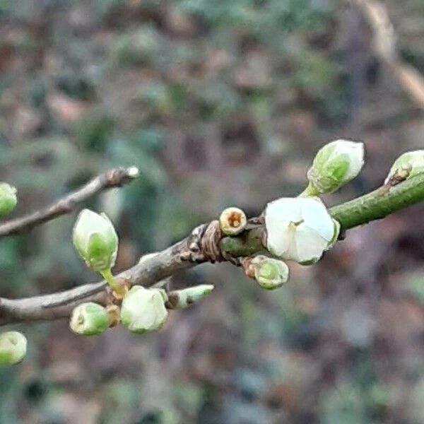 Prunus domestica 花