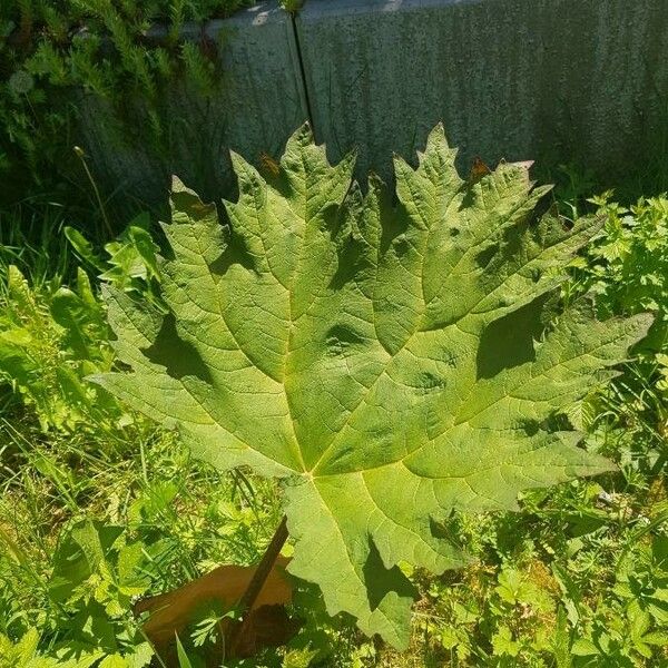 Rheum palmatum Fuelha