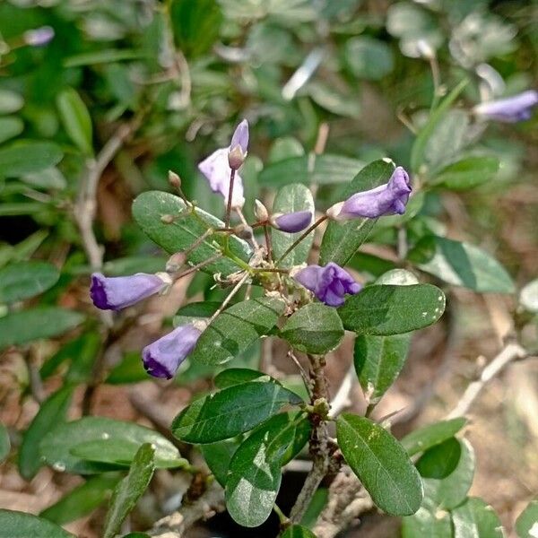 Desmodium paniculatum Floro