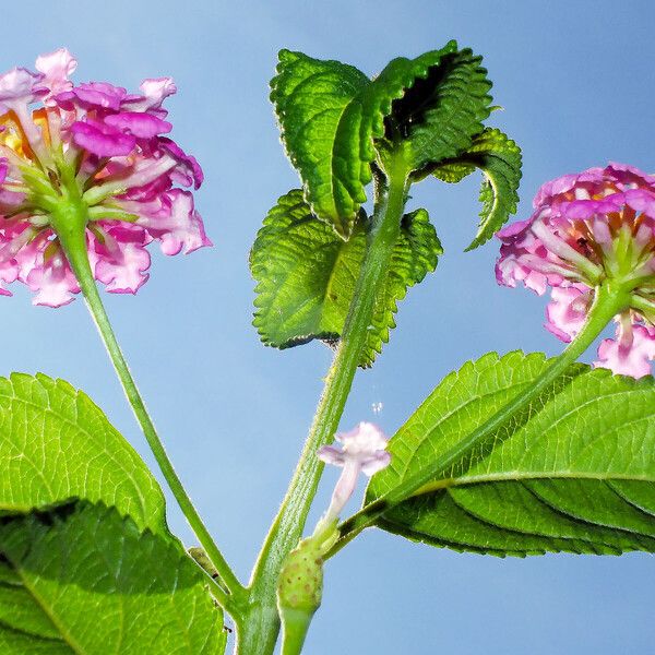 Lantana camara Bloem