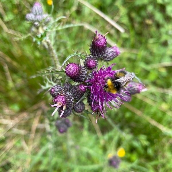 Cirsium palustre ফুল