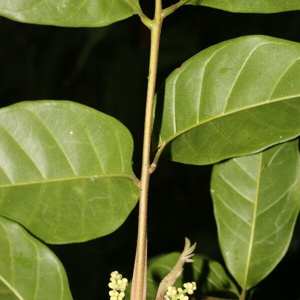 Trichilia pallida Blad