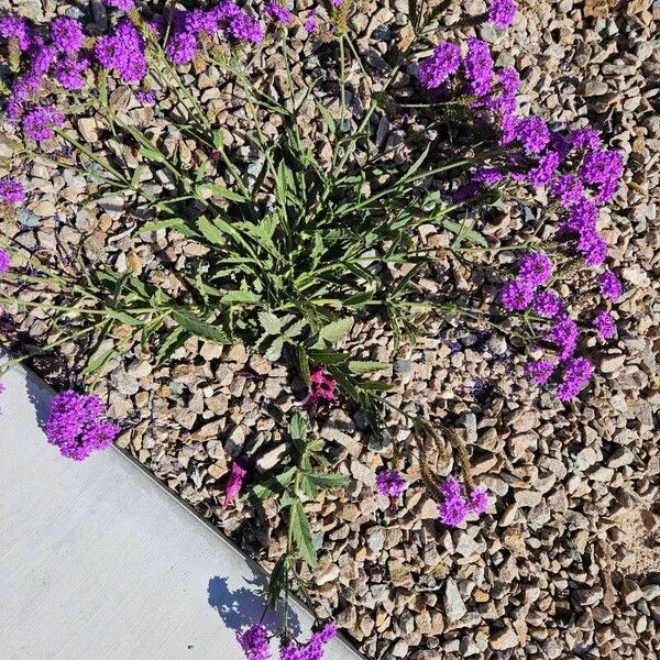 Verbena rigida Flower