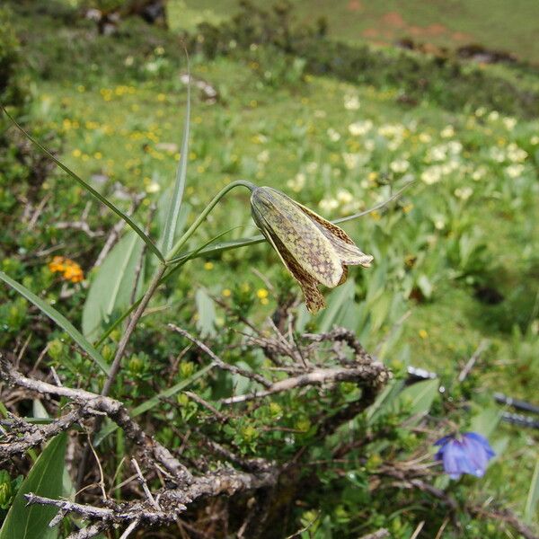 Fritillaria cirrhosa Habitus