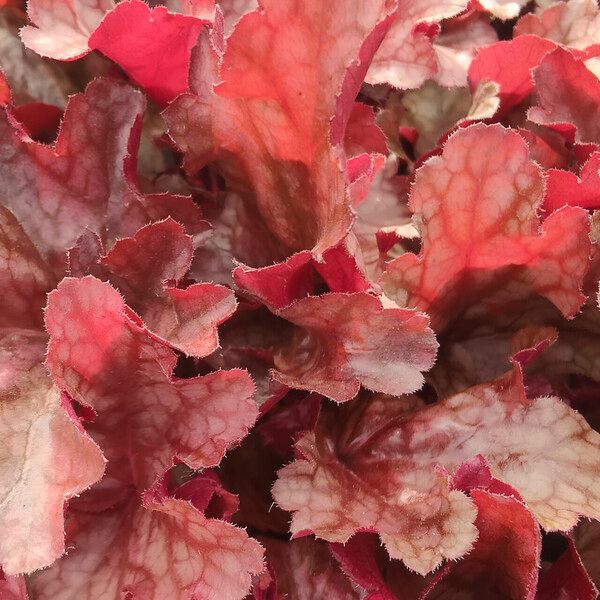 Heuchera longiflora Leaf