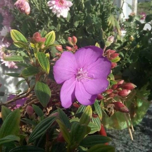 Pleroma urvilleanum 花