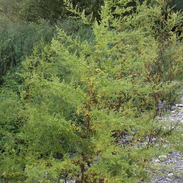 Artemisia annua Habitatea