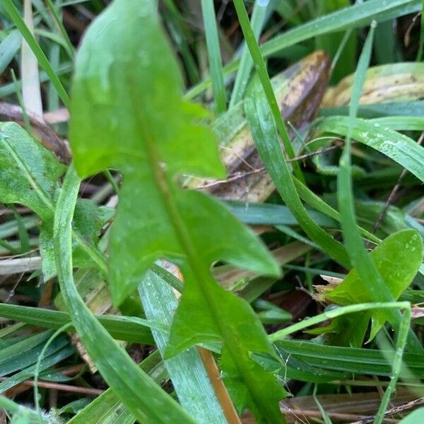 Taraxacum cucullatiforme Foglia