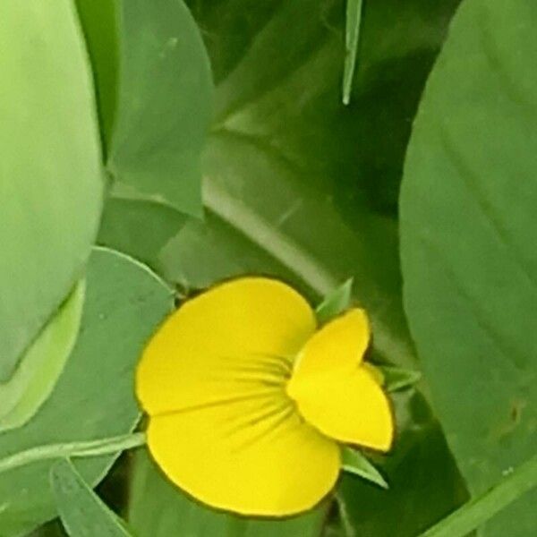 Lathyrus aphaca Çiçek