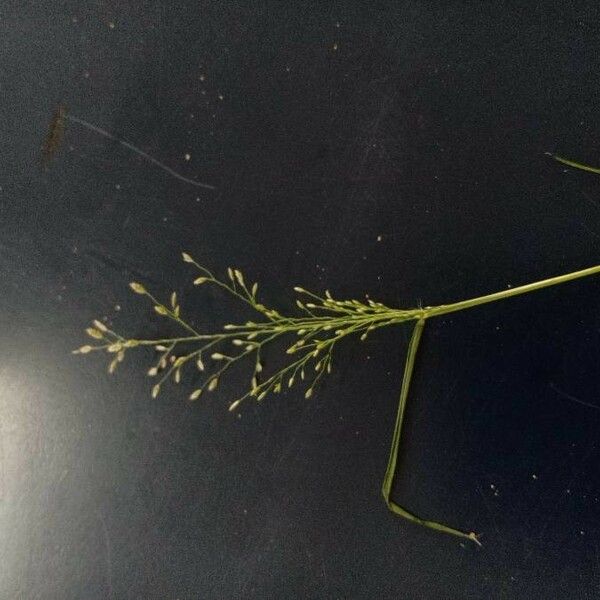 Eragrostis unioloides Blüte