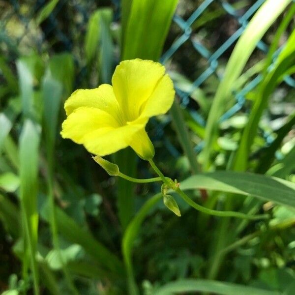 Oxalis pes-caprae Blüte