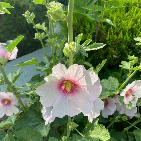 Alcea rosea Flor