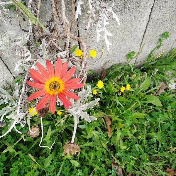 Gazania rigens Flower