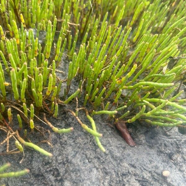 Salicornia bigelovii পাতা