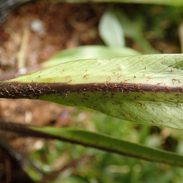 Asplenium africanum 葉