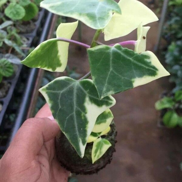 Senecio macroglossus Leaf