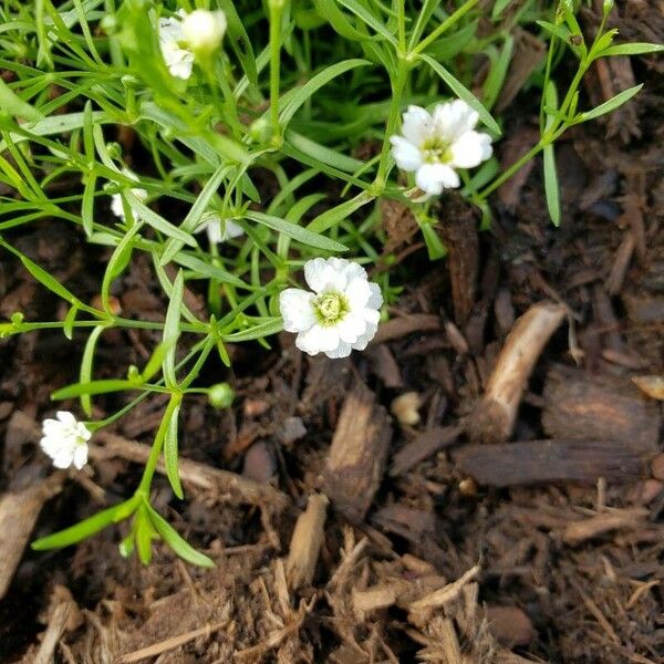 Gypsophila muralis 花