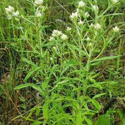 Anaphalis margaritacea Habit