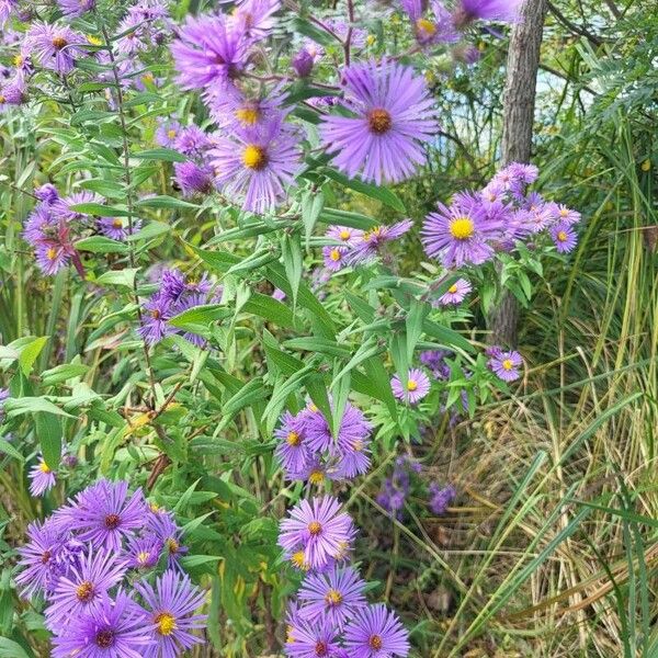 Symphyotrichum novae-angliae ফুল