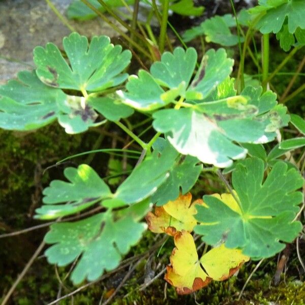 Aquilegia pyrenaica Leaf