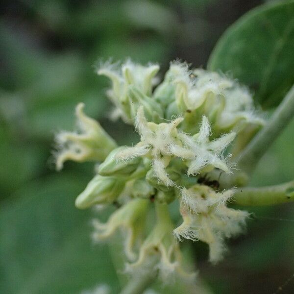 Leptadenia lanceolata 花