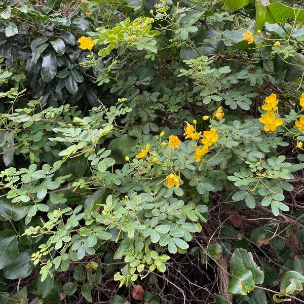 Senna pendula Habitus