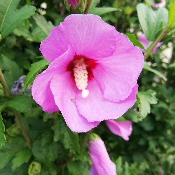 Hibiscus syriacus Bloem