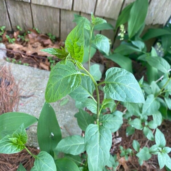 Solanum dulcamara Hostoa