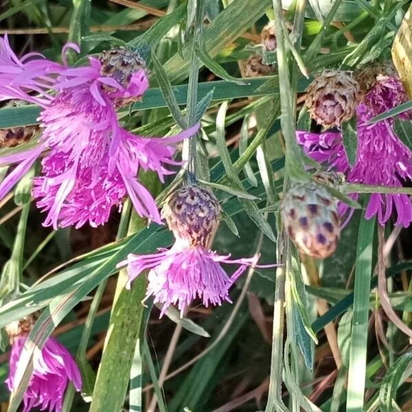 Centaurea jacea Flor