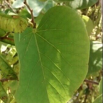 Cercis siliquastrum Leaf