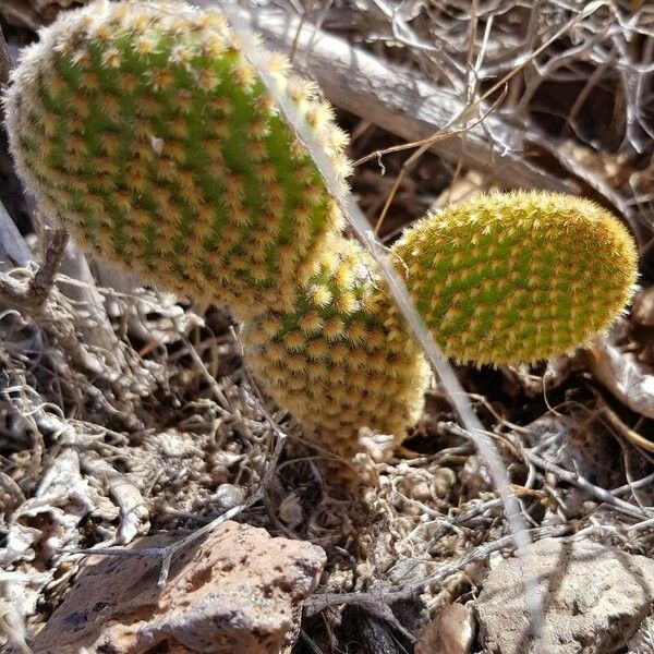 Opuntia microdasys Φλοιός