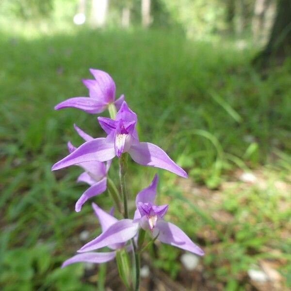 Cephalanthera rubra ফুল