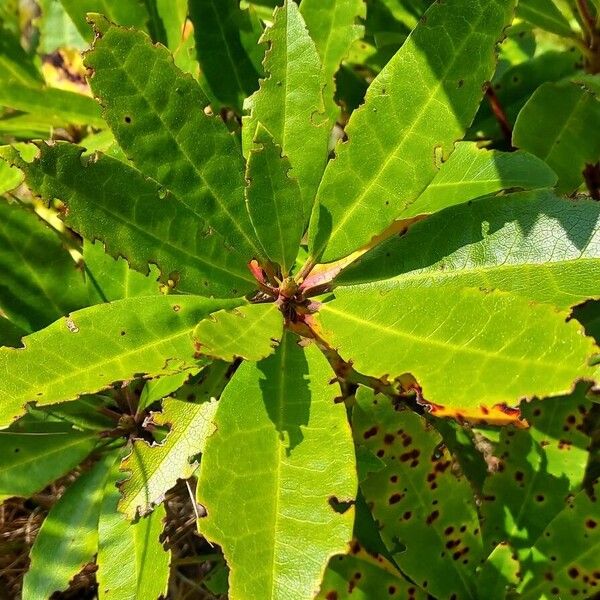 Rhododendron ponticum Levél