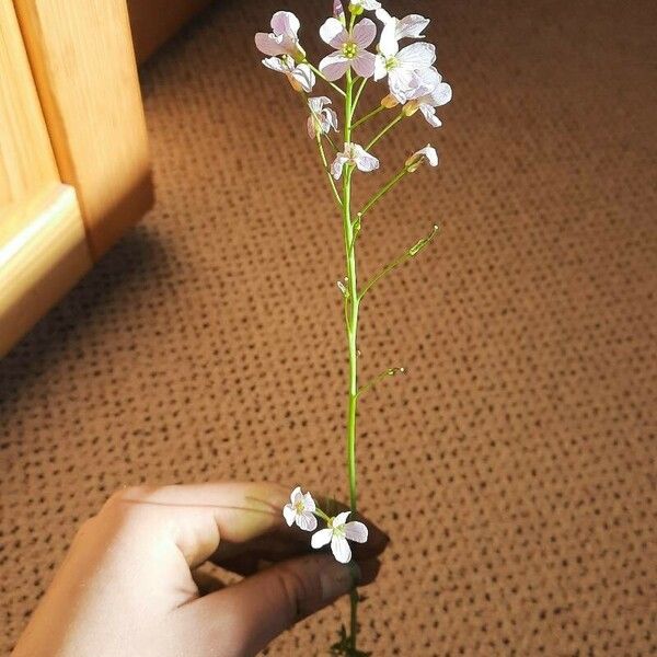 Cardamine pratensis Celota