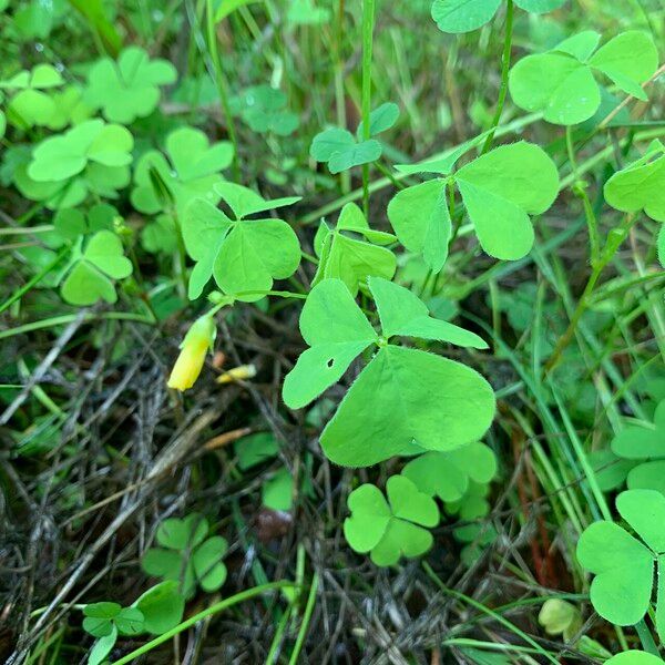 Oxalis stricta ᱵᱟᱦᱟ