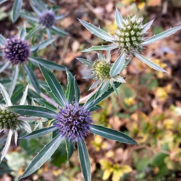 Eryngium campestre Цветок