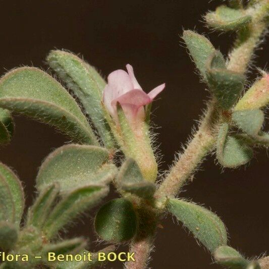 Lotus glinoides Other