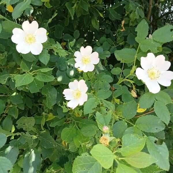 Rosa corymbifera Blomst