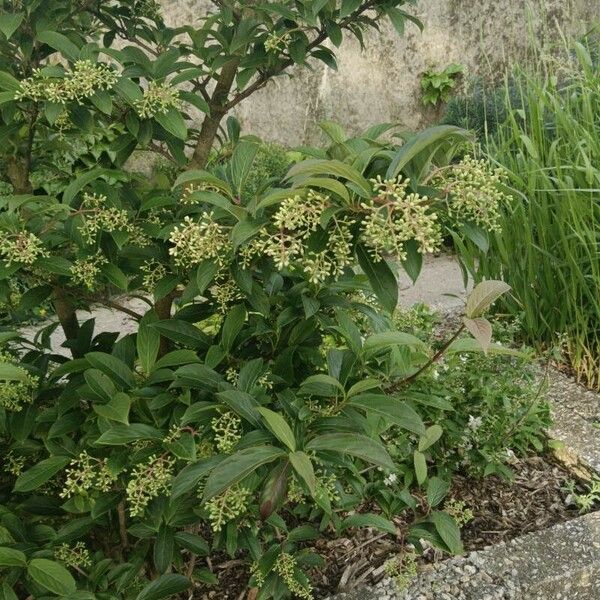 Cornus racemosa Flower